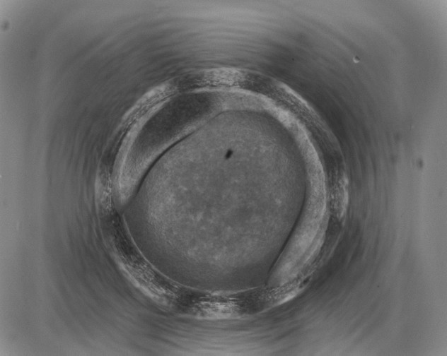 X0000085260552200703231718