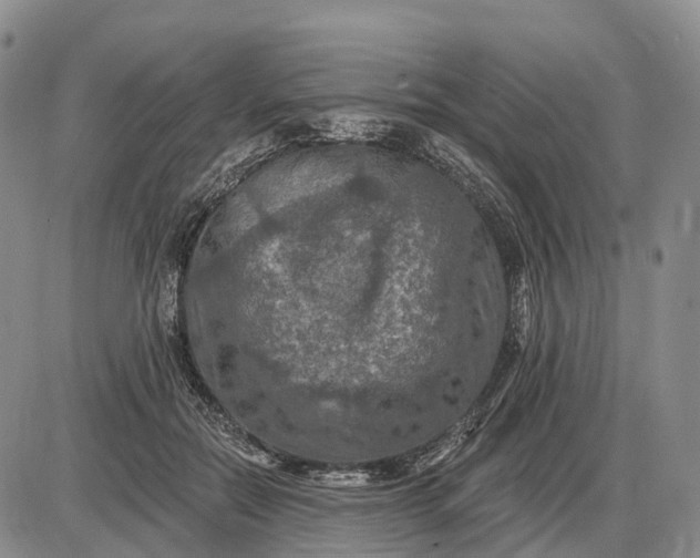 X0000085260554200703231718