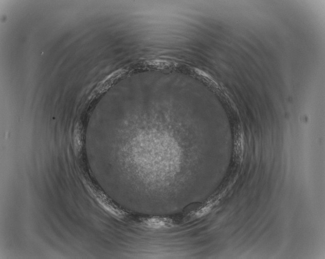 X0000085260566200703231718