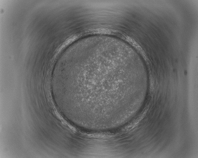 X0000085260625200703231716