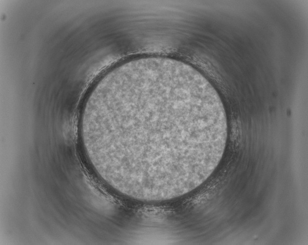 X0000085260632200703231716