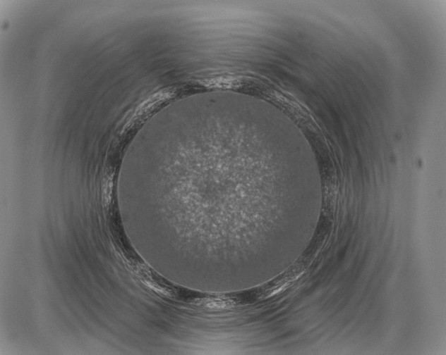 X0000085260652200703231716