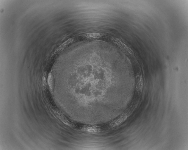 X0000085260655200703231716