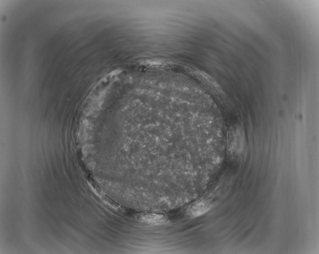 X0000085260669200703231717