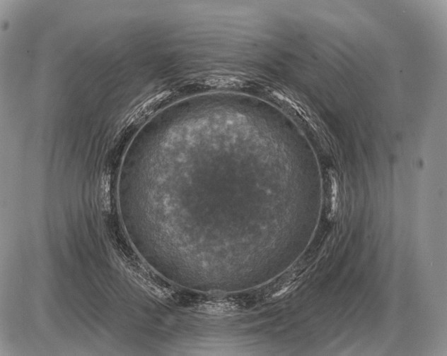 X0000085260696200703231715