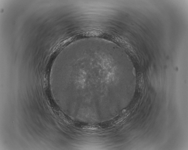 X0000085260743200703231715