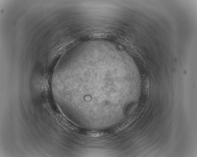 X0000085260746200703231715