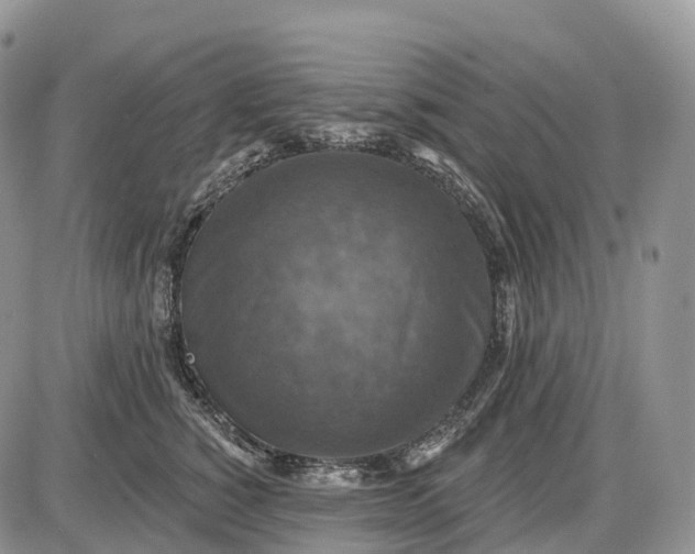 X0000085260760200703231715