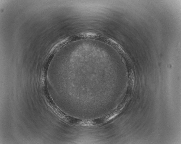 X0000085260762200703231715