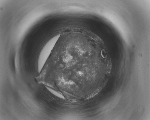 X0000085260765200703231715