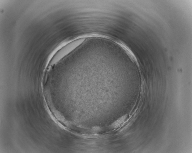 X0000085260813200703231714