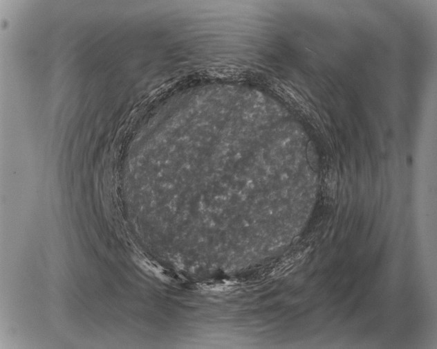 X0000085260817200703231713