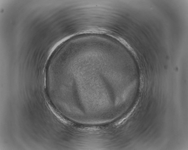 X0000085260838200703231713