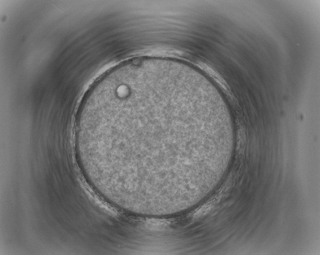 X0000085260848200703231713