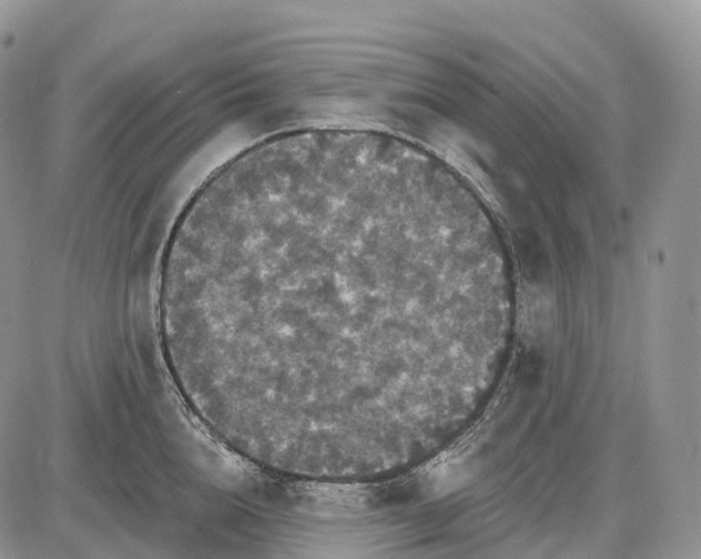 X0000085260856200703231713