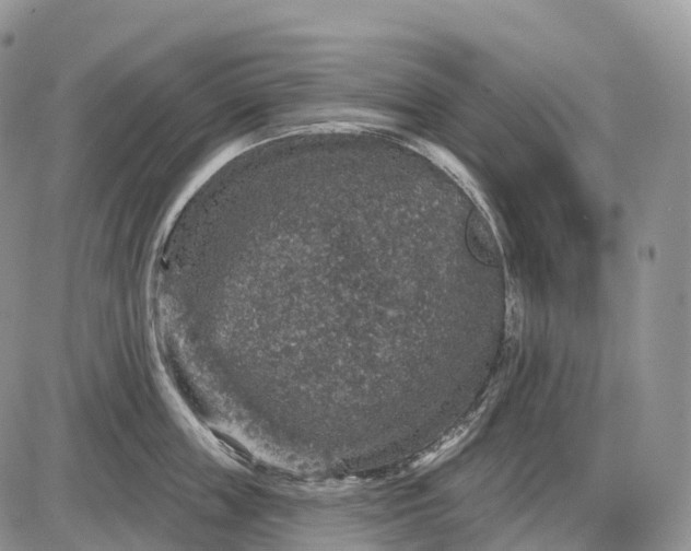 X0000085260859200703231713