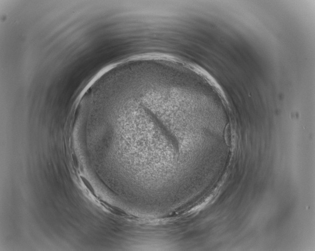 X0000085260860200703231713