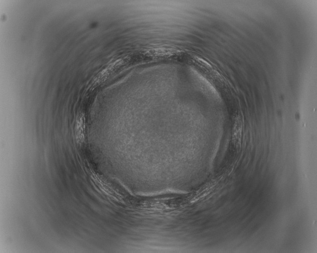 X0000085260866200703231713