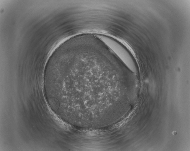 X0000085260895200703231712