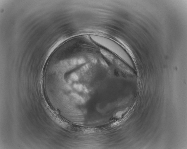 X0000085260899200703231712