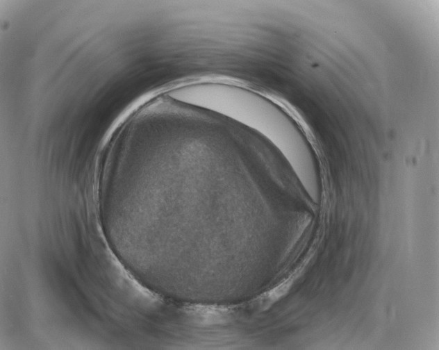 X0000085260910200703231712