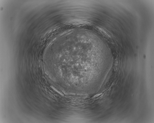 X0000085260917200703231711