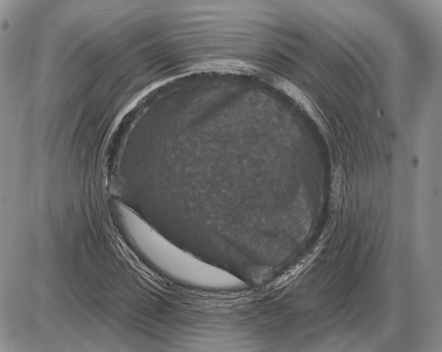 X0000085260923200703231711