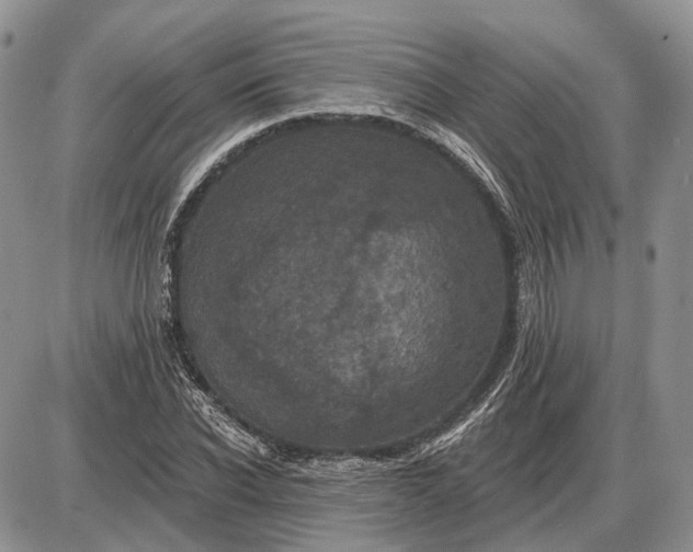 X0000085260926200703231711