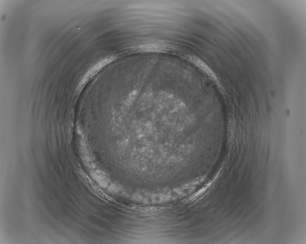 X0000085260930200703231711