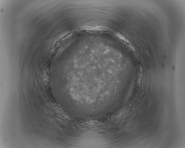 X0000085260966200703231711