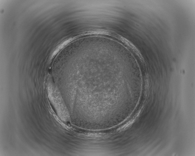 X0000085260985200703231711