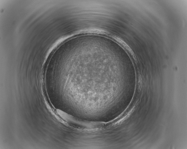 X0000085260989200703231711