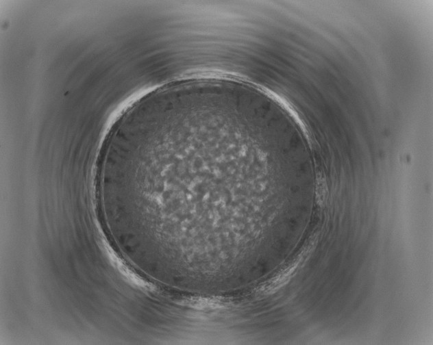 X0000085260995200703231711