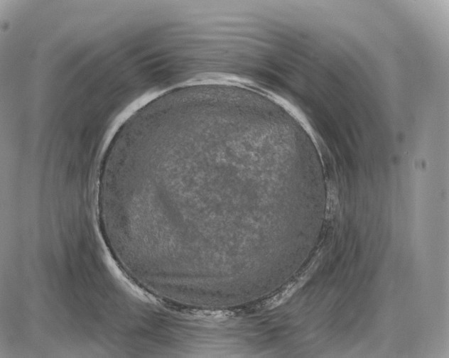 X0000085261003200703231710