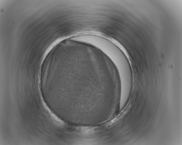 X0000085261005200703231710