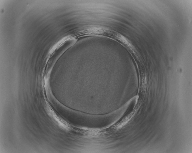 X0000085261034200703231710