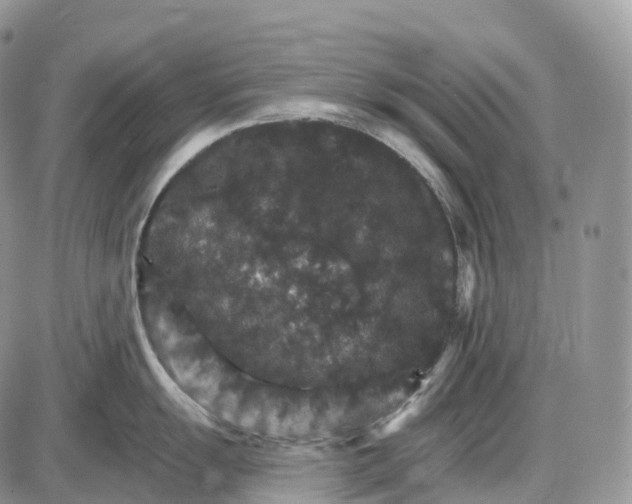 X0000085261055200703231710