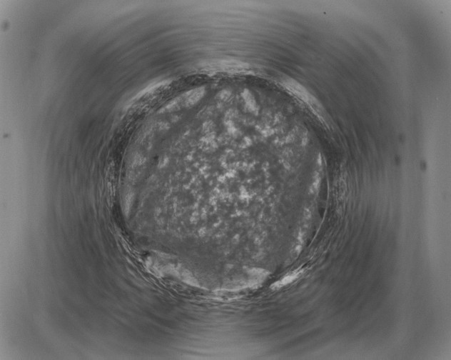 X0000085261063200703231709