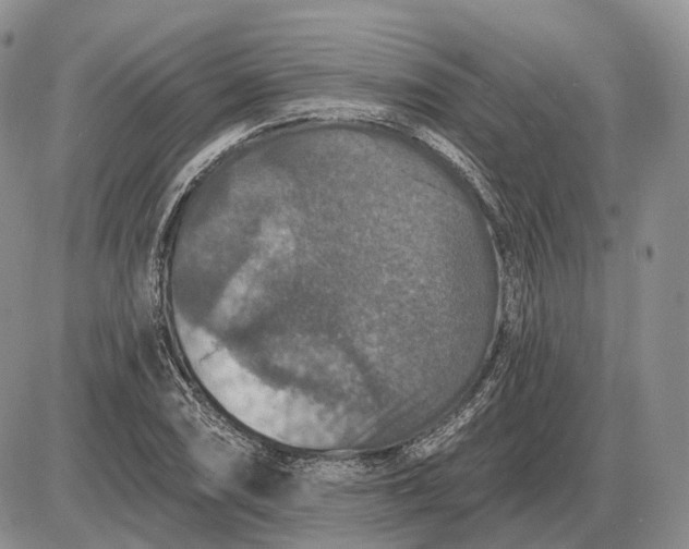 X0000085261074200703231709