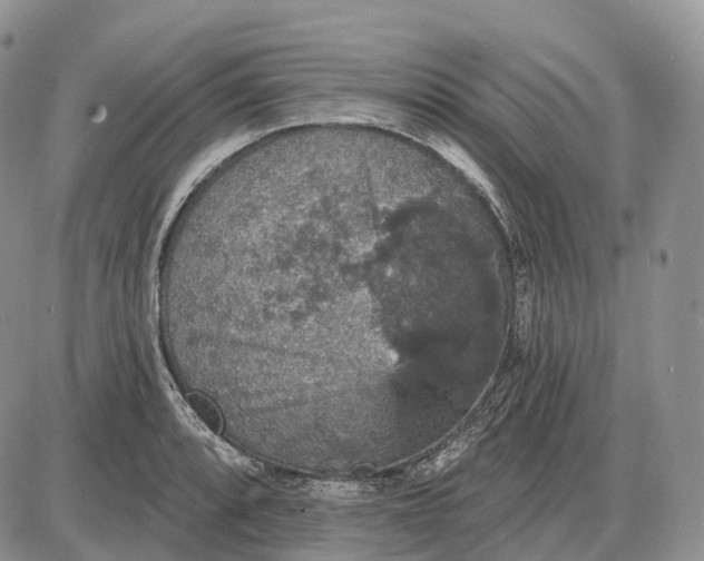 X0000085261088200703231709