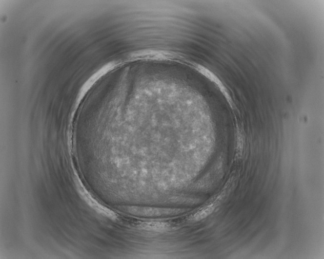 X0000085261090200703231709