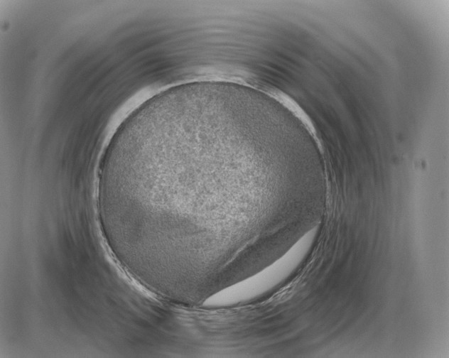 X0000085261096200703231709