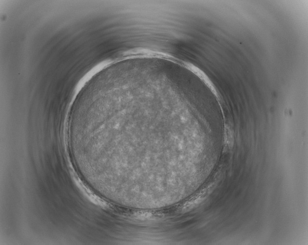 X0000085261098200703231709