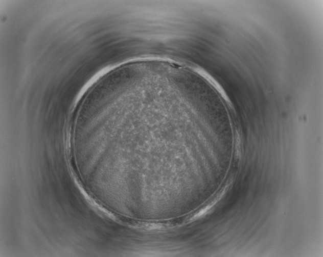 X0000085261101200703231709