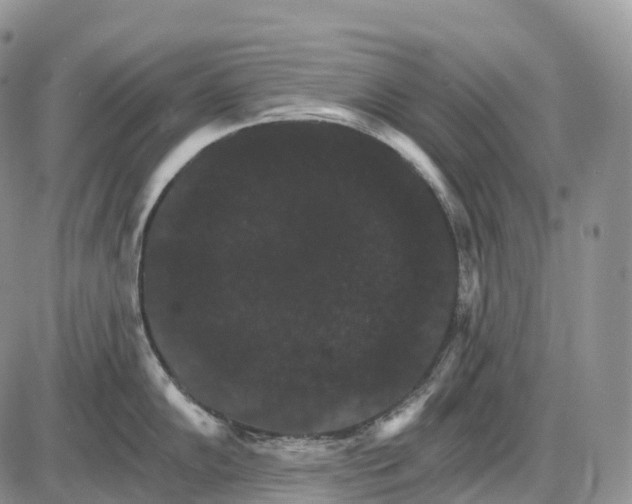 X0000085261102200703231709