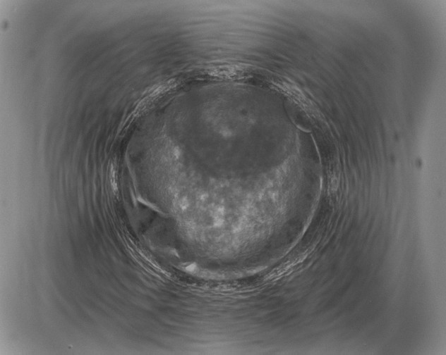 X0000085261106200703231708