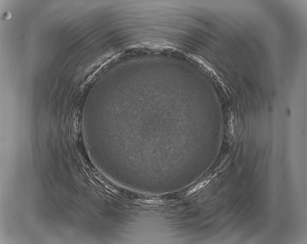 X0000085261110200703231708