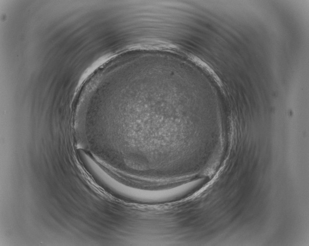 X0000085261114200703231708