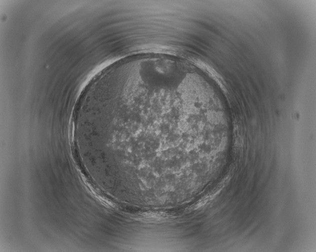 X0000085261125200703231708