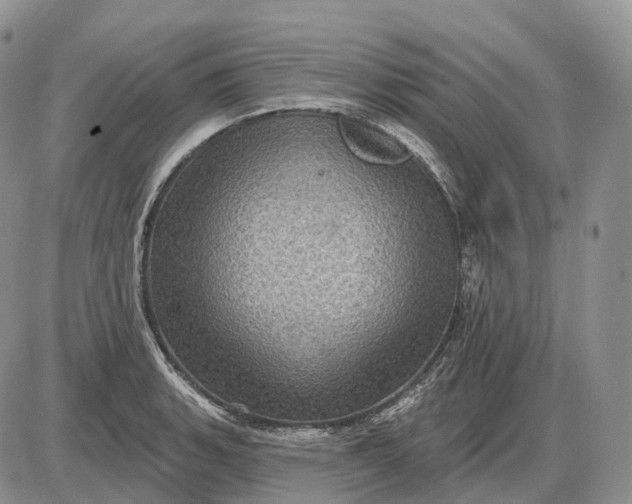 X0000085261135200703231708